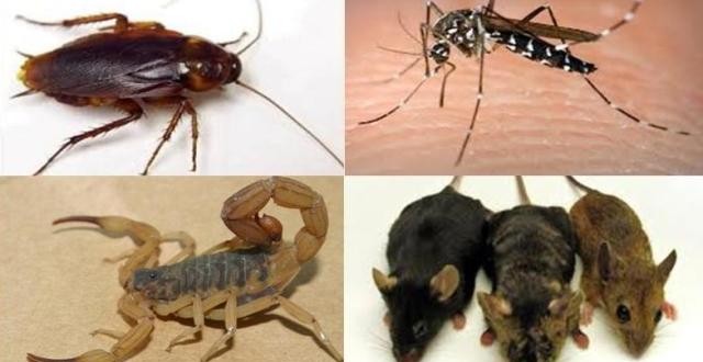 animais que se proliferam nessa época do ano em Itabira animais que se proliferam nessa época do ano em Itabira