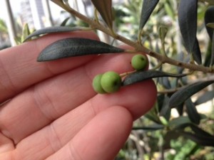 Projeto investe no cultivo de oliveiras no distrito de Ipoema